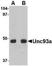 1 - Unc93a Antibody ASC10673
