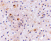 2 - CAPS1 Antibody ASC10677