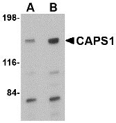 1 - CAPS1 Antibody ASC10677