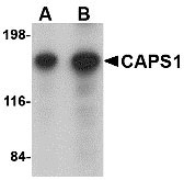 1 - CAPS1 Antibody ASC10678