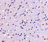 2 - CAPS2 Antibody ASC10679