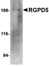 1 - RGPD5 Antibody ASC10683