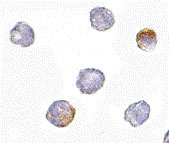 8 - GRTP1 Antibody ASC10685