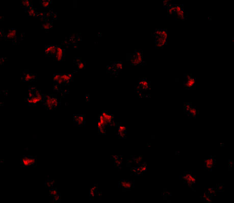 3 - GRTP1 Antibody ASC10685