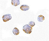 8 - VPS53 Antibody ASC10687