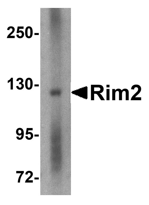 1 - Rim2 Antibody ASC10694