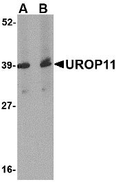 1 - UROP11 Antibody ASC10697