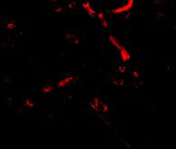 3 - Syntaphilin Antibody ASC10698