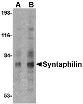1 - Syntaphilin Antibody ASC10698