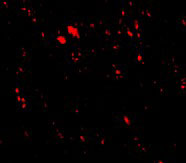 3 - LIMP2 Antibody ASC10700