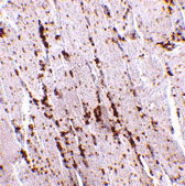 2 - LIMP2 Antibody ASC10700