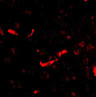 3 - SAPAP2 Antibody ASC10702