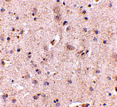 2 - SAPAP2 Antibody ASC10702