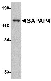 1 - SAPAP4 Antibody ASC10706