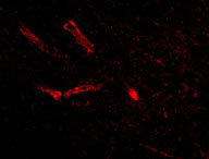 3 - Syntaphilin Antibody ASC10707