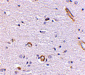 2 - Syntaphilin Antibody ASC10707