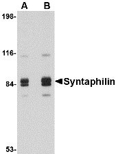 1 - Syntaphilin Antibody ASC10707