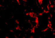 3 - Wnt10a Antibody ASC10708