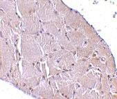 2 - Wnt10a Antibody ASC10708