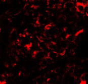 3 - Nanos2 Antibody ASC10711