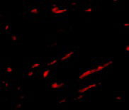 3 - Slc22A17 Antibody ASC10713