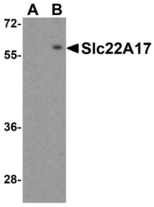 1 - Slc22A17 Antibody ASC10713