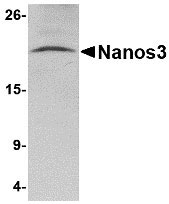 1 - Nanos3 Antibody ASC10714