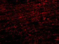 3 - CLIP170 Antibody ASC10717