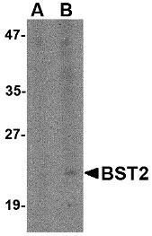 1 - Bst2 Antibody ASC10718
