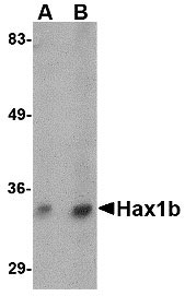 1 - Hax1b Antibody ASC10734