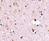 2 - POLR3F Antibody ASC10735