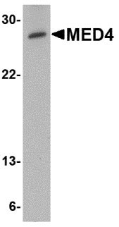 1 - MED4 Antibody ASC10736