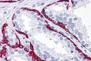 2 - BMP15 Antibody ASC10739
