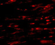 3 - ASAH1 Antibody ASC10740
