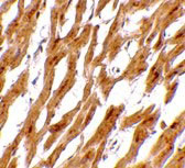 2 - ASAH1 Antibody ASC10740