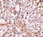 2 - TRIM30 Antibody ASC10742