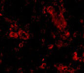 3 - TRIM30 Antibody ASC10743