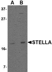 1 - Stella Antibody ASC10747