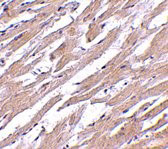 2 - POFUT1 Antibody ASC10751