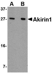 1 - Akirin1 Antibody ASC10765
