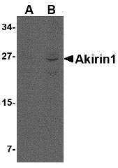 1 - Akirin1 Antibody ASC10766