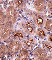 2 - OTUD5 Antibody ASC10771