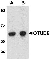 1 - OTUD5 Antibody ASC10771