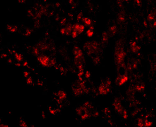 3 - CUEDC1 Antibody ASC10776