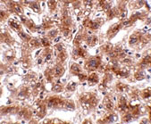 2 - CUEDC1 Antibody ASC10776