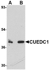 1 - CUEDC1 Antibody ASC10776