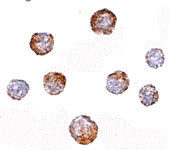 8 - CUEDC2 Antibody ASC10781