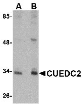 1 - CUEDC2 Antibody ASC10781