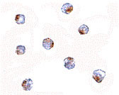 8 - Aak1 Antibody ASC10782