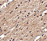 2 - Spred3 Antibody ASC10785